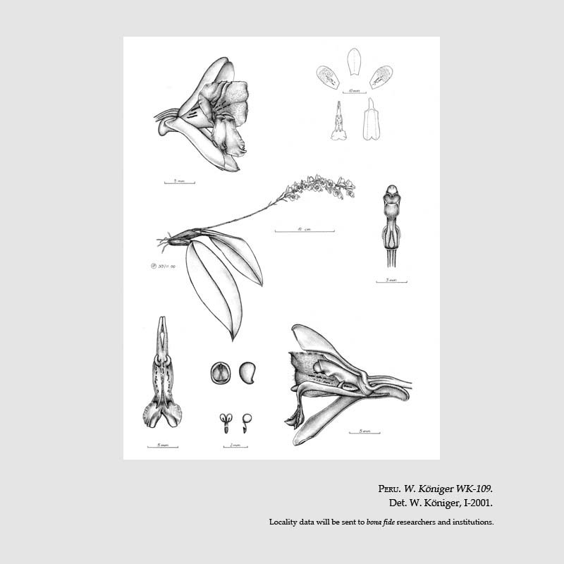 Comparettia mirthae